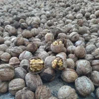 گردو تازە امسالی|خدمات باغبانی و درختکاری|مریوان, |دیوار