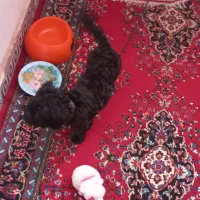 بلک راشن تریر