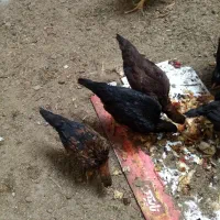 جوجه مرغ|پرنده|مشهد, ویلاشهر|دیوار