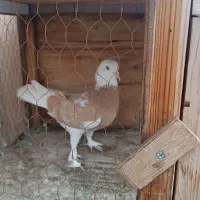 فروش هفت عدد کبوتر پرشی