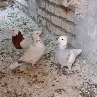 سلام دوستان یک جفت طوقی سرخ نر