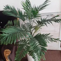 شامادوراگل آپارتمانی سرحال ۹۰ سانتی مترارتفاع