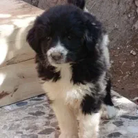 واگذاری توله قدرجونی وسراب اصیل