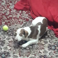 سگ پاکوتاه اشپیتز آلمانی|سگ|مشهد, نوده|دیوار