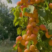 انواع ارقام نهال پایه رویشی تا ۷ساله