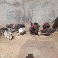 تخم نطفه دار مرغ برهما لاری تخم بوقلمون و قوغاز