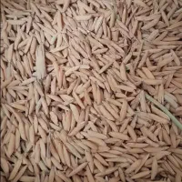 شالی دم سیاه درجه یک
