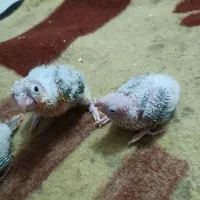 جوجه گرینچیک