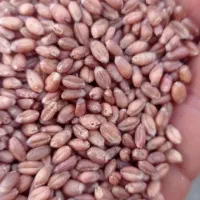 گندم پیشگام