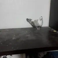 مخمل سوسنی ماده|پرنده|شیراز, آبیاری|دیوار