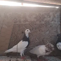 کبوتر|پرنده|سیرجان, |دیوار