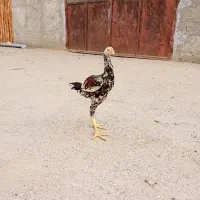 خروس لاری چین