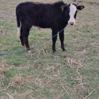 گاو ورزا کوله لیشه چالوسی|حیوانات مزرعه|سنگر, |دیوار