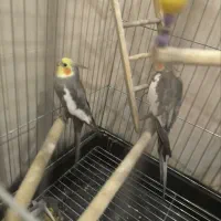 عروس هلندی سخنگو با قفس