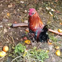 فروش یک عدد خروس گلین لری