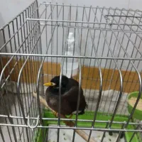 مینایک ساله