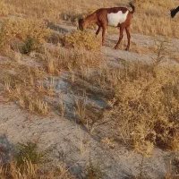 تیشتر