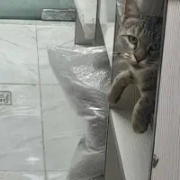 گربه یک ساله ماده|گربه|سنندج, |دیوار