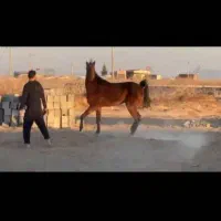 اسب نریون شجره دار