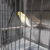 قناری ماده اماده پس کوزه ای