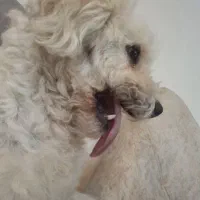 سگ نژاد شتوتوز