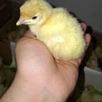 بوقلمون کیان