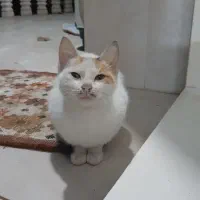 واگذاری بچه گربه‌‌ی با نمک