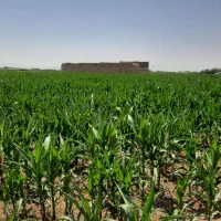 زمین کشاورزی براآن شمالی دستجا اسفینا