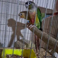 گرینچیک یک جفت و یک تک و فنچ|پرنده|کیش, |دیوار