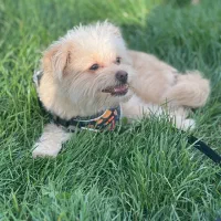 پامر ماده یکساله|سگ|تهران, پرستار|دیوار