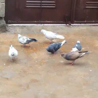 کبوتر نامه بر و تهرانی|پرنده|جوانرود, |دیوار