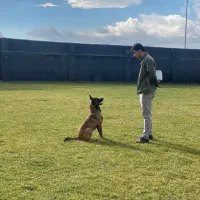 مربی سگ تربیت سگ