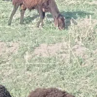 بره نر