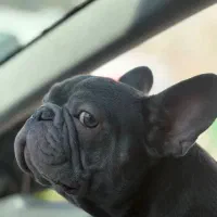 فرنچ بولداگ وارداتی