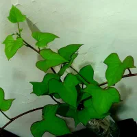 پیچک با گلدون