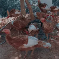 بوقلمون ۶ماهه|حیوانات مزرعه|اورامان, |دیوار