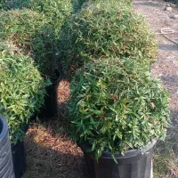 بربرس جعبه 50 لوکس|گل و گیاه طبیعی|رودسر, |دیوار