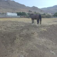 اسب|اسب و تجهیزات اسبسواری|لردگان, |دیوار