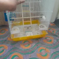 قفس عروس هلندی|لوازم جانبی حیوانات|رباط‌کریم, نصیرشهر|دیوار