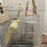 عروس هلندی جفت|پرنده|فردوسیه, |دیوار