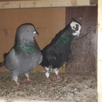 کبوتر پرشی|پرنده|بوئین زهرا, |دیوار