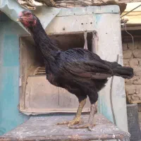 مرغ و خروس نژاد دار|حیوانات مزرعه|قم, قلعه کامکار|دیوار