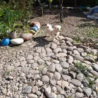 فروش و واگذاری سگ