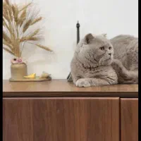 گربه اسکاتیش لیلاک