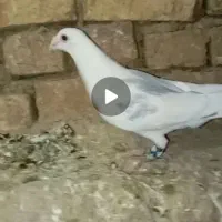 آلمانی کفتر کفت