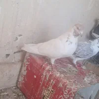 ماهرو گمشده شبیه عکس|حیوانات|قم, هفت تیر|دیوار