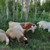 بز نر