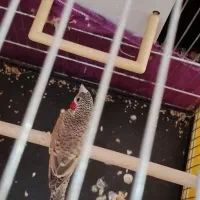 فنج گلوبریده