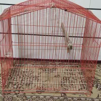 قفس پرنده  قناری، عروس هلندی مقداری وسایل