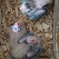 جوجه عروس هلندی